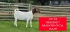 1X BOER GOAT STUD DOE + KID Shongololo Boerbok Stoet