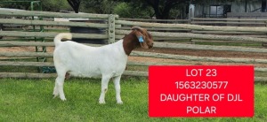 1X BOER GOAT STUD DOE + KID Shongololo Boerbok Stoet