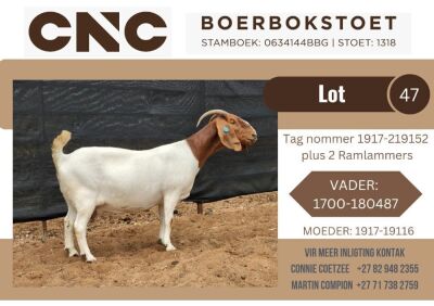 1+2X BOER GOAT STUD DOE + KID CNC Boerbok Stoet