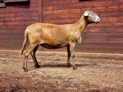 3X MEATMASTER RECORDED EWE Hakuna Matata Meatmasters (Per animal to take the lot)