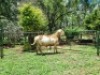WITHDRAWNX MEATMASTER RECORDED RAM Belofte Meatmasters (Per animal to take the lot) - 3