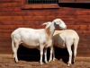 2X MEATMASTER RECORDED EWE Hakuna Matata Meatmasters - 2