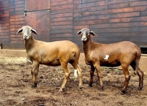 3X MEATMASTER RECORDED EWE Hakuna Matata Meatmasters (Per animal to take the lot)