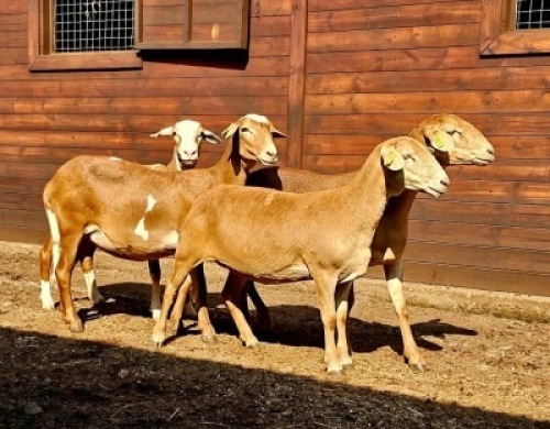 4X MEATMASTER RECORDED EWE Hakuna Matata Meatmasters (Per animal to take the lot)