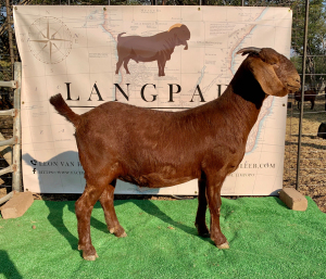 1 X OOI/EWE LANGPAD KALAHARI REDS - F