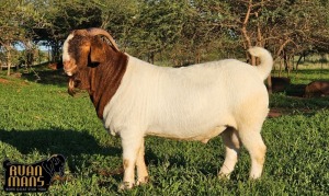 1X BOER GOAT STUD 39-244 BUCK Ruan Mans Boerbokstoet