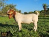 WITHDRAWN - 1X BOER GOAT BUCK Ruan Mans Boerbokstoet