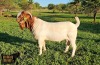 WITHDRAWN - 1X BOER GOAT BUCK Ruan Mans Boerbokstoet - 2