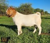 1X BOER GOAT FLOCK 39-270 BUCK Ruan Mans Boerbokstoet