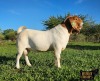 1X BOER GOAT FLOCK 39-270 BUCK Ruan Mans Boerbokstoet - 2