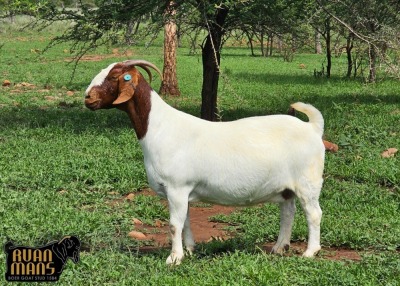 1X BOER GOAT PREGNANT STUD 48-092 DOE Ruan Mans Boerbokstoet