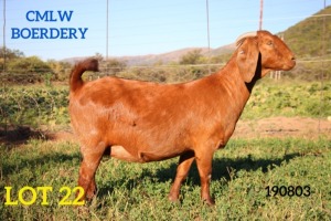 1 X OOI/EWE CMLW BOERDERY - S