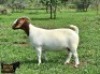 1X BOER GOAT PREGNANT STUD 48-092 DOE Ruan Mans Boerbokstoet - 2