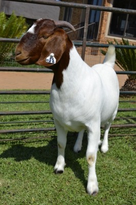 1X BOER GOAT FLOCK 39-280 DOE Juwel of Africa