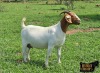 1+1X BOER GOAT FLOCK 39-278 DOE Ruan Mans Boerbokstoet