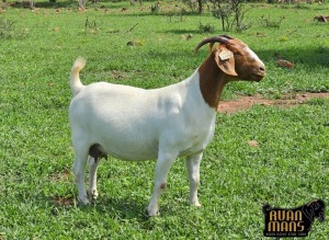 1+1X BOER GOAT FLOCK 39-278 DOE Ruan Mans Boerbokstoet