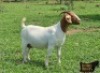 1+1X BOER GOAT FLOCK 39-278 DOE Ruan Mans Boerbokstoet