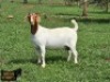 1+1X BOER GOAT FLOCK 39-278 DOE Ruan Mans Boerbokstoet - 2