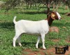 1X BOER GOAT PREGNANT FLOCK 39-272 DOE Ruan Mans Boerbokstoet