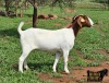 1X BOER GOAT PREGNANT FLOCK 39-272 DOE Ruan Mans Boerbokstoet - 2