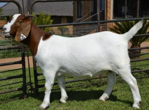 1X BOER GOAT FLOCK 39-262 DOE Juwel of Africa