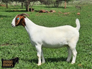 1X BOER GOAT PREGNANT STUD 39-328 DOE Ruan Mans Boerbokstoet