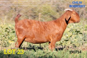 1 X OOI/EWE CMLW BOERDERY - F