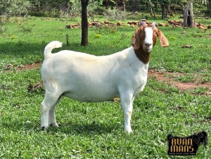 1X BOER GOAT PREGNANT STUD 24-063 DOE Ruan Mans Boerbokstoet