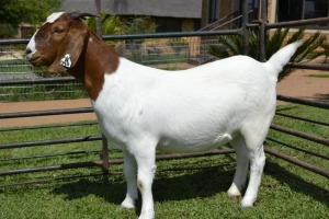 1X BOER GOAT FLOCK 39-265 DOE Juwel of Africa