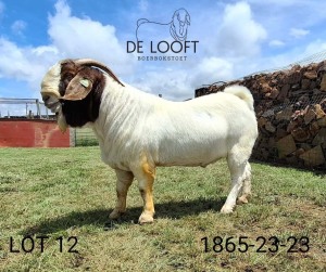 1X BOER GOAT FLOCK 39-317 BUCK Delooft Boerbokstoet