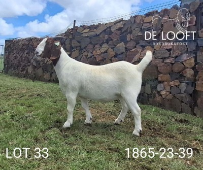 1X BOER GOAT REGNANT FLOCK 39-304 DOE Delooft Boerbokstoet