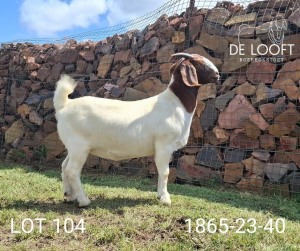 1X BOER GOAT PREGNANT FLOCK 39-267 DOE Delooft Boerbokstoet