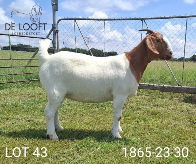 1X BOER GOAT FLOCK 39-364 DOE Delooft Boerbokstoet