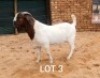1X BOER GOAT FLOCK 39-183 BUCK Aries Boerbok 
Stud