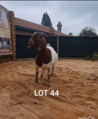 1X BOER GOAT PREGNANT FLOCK 39-302 DOE Aries Boerbok 
Stud