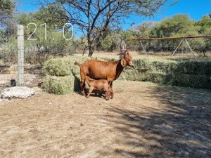 1+1 X OOI/EWE LEEUPOORT KALAHARI REDS - S