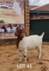 1X BOER GOAT PREGNANT FLOCK 39-303 DOE Aries Boerbok 
Stud