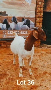 1X BOER GOAT PREGNANT FLOCK 39-313 DOE Aries Boerbok 
Stud