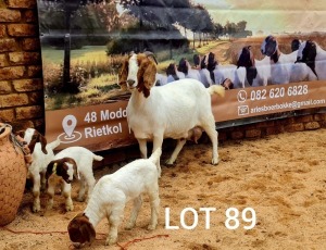 4+3X BOER GOAT FLOCK 39-315 DOE Aries Boerbok 
Stud