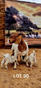 3+2X BOER GOAT FLOCK 39-447 DOE Aries Boerbok 
Stud