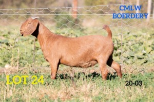 1 X OOI/EWE CMLW BOERDERY - S