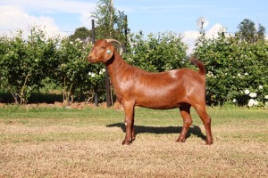 1X KALAHARI REDS FLOCK 11-016(S) DOE Bonisa Reds