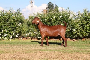 1X KALAHARI REDS FLOCK 39-263 DOE Bonisa Reds