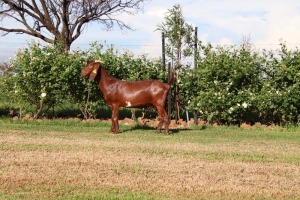 WITHDRAWN - 1X KALAHARI REDS DOE Bonisa Reds