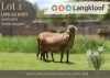 1+1X MEATMASTER RECORDED EWE Langkloof Game Farm