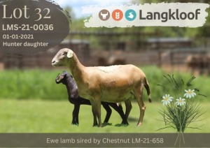 1+1X MEATMASTER NOT RECORDED EWE Langkloof Game Farm