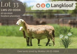 1+1X MEATMASTER NOT RECORDED EWE Langkloof Game Farm