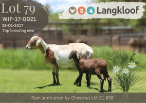 1+1X MEATMASTER RECORDED EWE Langkloof Game Farm