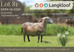 1X MEATMASTER NOT RECORDED EWE Langkloof Game Farm