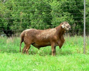 1X MEATMASTER RECORDED RAM De Beer BoerderRECORDED